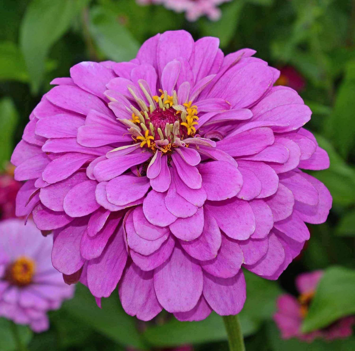 Zinnia (Zinnia scientific name) for planting in garden